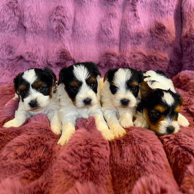 Puppy Breeding